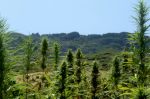 Tanger : Un premier Congrès marocain sur l'utilisation des dérivés du cannabis du 20 au 22 mai