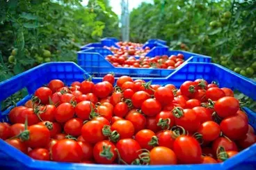 منظمة فلاحية إسبانية تواصل حملتها ضد الطماطم المغربية