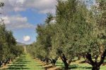 L'huile d'olive marocaine inquiète les agriculteurs espagnols