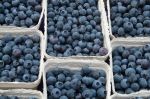 Agroberries démarre ses opérations de production au Maroc pour approvisionner l'Europe