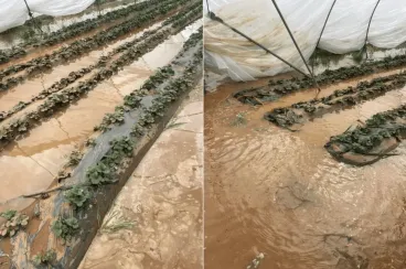 Floods damage Morocco’s soft fruit farms, 10% production loss expected
