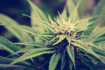 Le gouvernement accepte de débattre de deux propositions de loi du PAM sur le cannabis