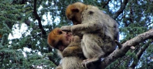 A juvenile from a neighbouring group inspects Pipo’s injuries and grooms him. / Ph. Liz Campbell