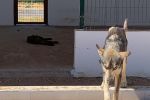 Maroc : Des chiens laissés pour morts au dispensaire animalier de Rabat