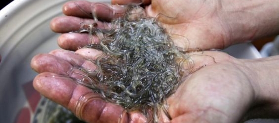 Baby glass eels, smuggled to Asia by a criminal network./Ph. DR