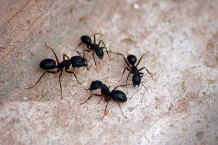 Fourmis dans le jardin