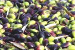 Maroc : La filière des olives sera renforcée par la stratégie Génération Green