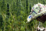 Maroc : Le gouvernement examine la légalisation du cannabis