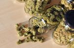 Le cannabis médical ferait augmenter le revenu net annuel à 110 000 DH/Ha