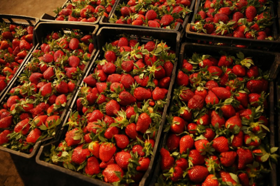 El Partido Popular español utiliza la controversia de las fresas para atacar las importaciones marroquíes