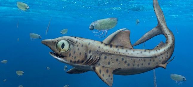 A prehistoric shark. / Ph. Christian Klug, UZH
