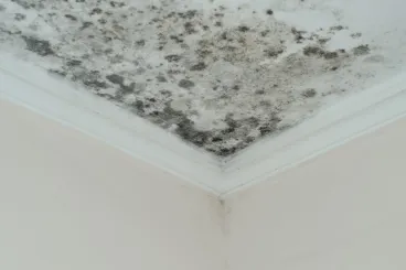 Mold in Moroccan homes: Experts explain the causes and risks