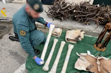ضبط بقايا وجلود حيوانات محمية على متن مركبة قادمة من المغرب إلى قادس