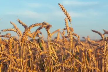 Maroc : 75% des variétés locales de blé et d’orge disparues en cinq décennies