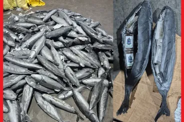 داخل مجسمات أسماك.. إحباط تهريب 3.9 أطنان من الشيرا بطنجة المتوسط