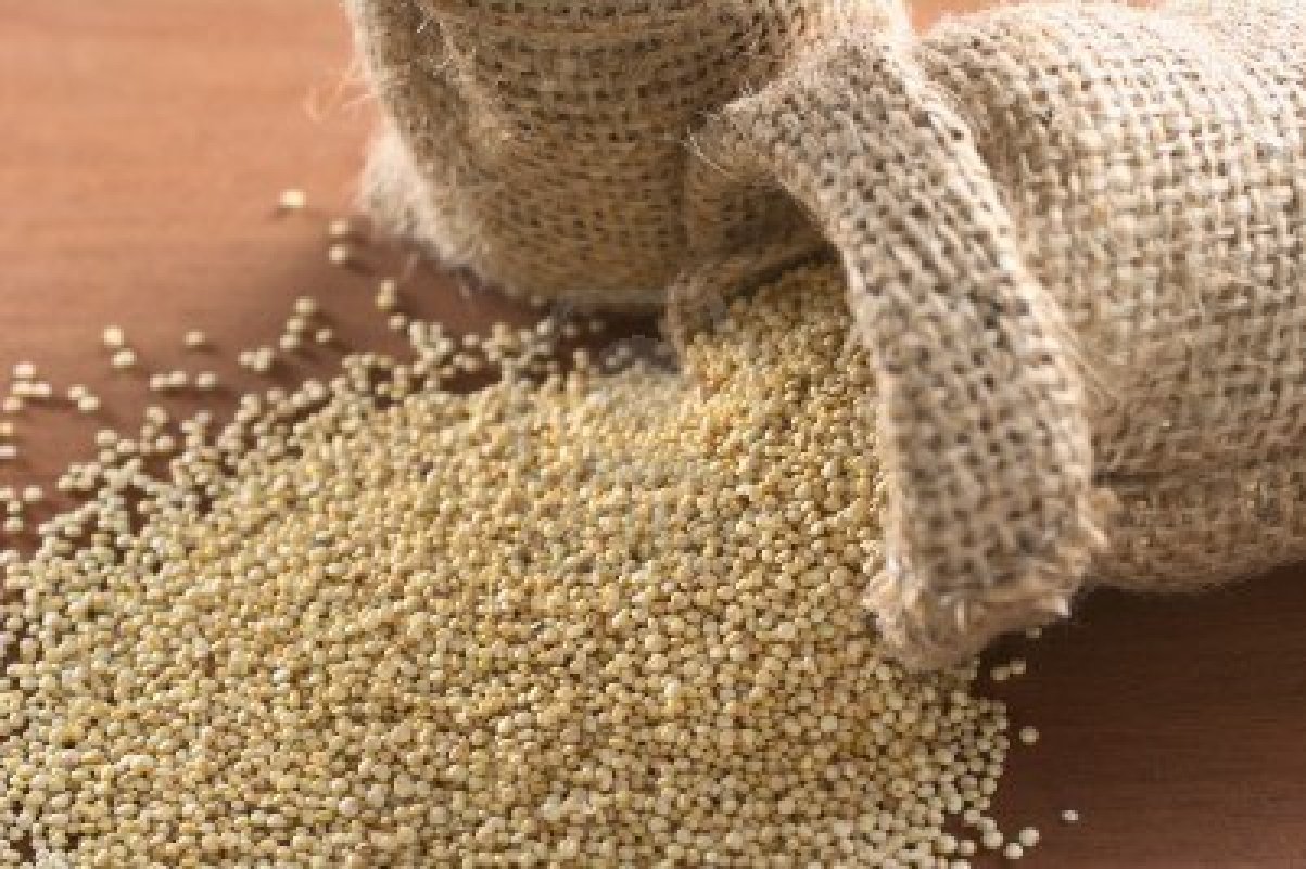 Le Maroc fait pousser du quinoa