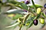 Al Moutmir - OCP : Hausse du rendement de l'olivier à l'hectare de 34% en 2019/2020