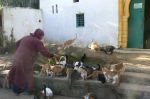 Avec un abandon en hausse, l'alarmante situation des animaux errants dans un Maroc confiné
