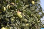 Maroc : Près de 32 000 arbres fruitiers plantés par une ONG dans 11 régions