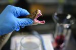 Une Marocaine parmi les «championnes» de la sensibilisation aux morsures de serpent