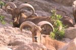 Biodiversité : Le mouflon à manchettes et le porc-épic réintroduits dans le parc national d'Ifrane