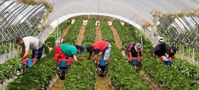 Fraises d'Espagne
