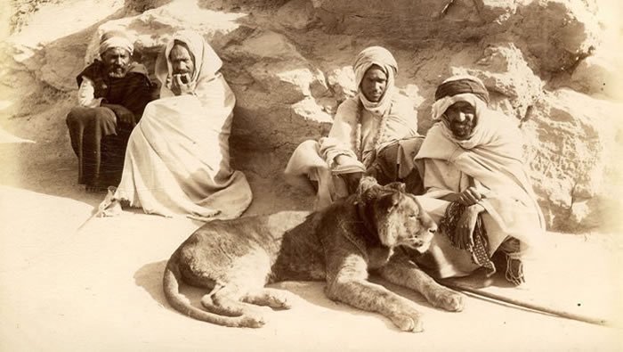 Des Lions de l'Atlas en captivité en Afrique du Nord. / Ph. DR