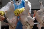 UE : Vox s'oppose à l'entrée de viande de volaille du Maroc