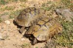 Les tortues mauresques, espèces protégées mais encore menacées au Maroc