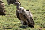Espèce menacée, des vautours de Rüppell aperçus au Maroc