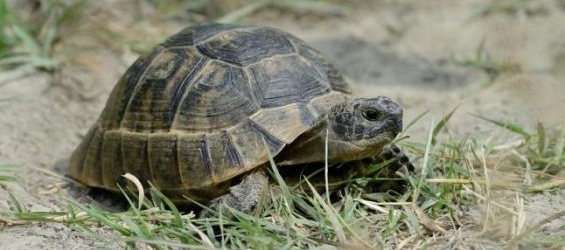 Spain to reportedly fine two ecologists for trying to smuggle turtles back to Morocco
