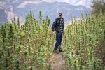Maroc : Un programme de développement pour accompagner la légalisation du cannabis
