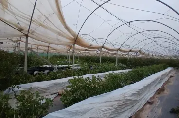Strong winds ravage 1,500 hectares of greenhouses in Souss-Massa, growers struggle to repair