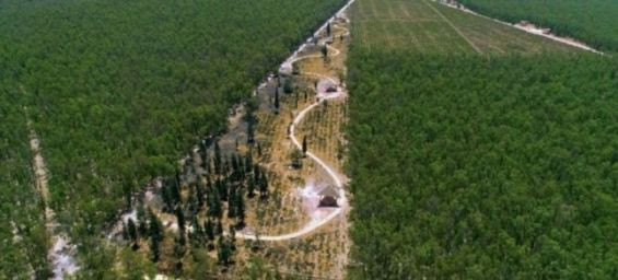 Casablanca launches urgent plan to save Bouskoura forest