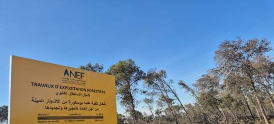 Casablanca launches urgent plan to save Bouskoura forest
