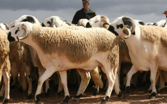 Morocco's livestock plummets 38% amid six-year drought