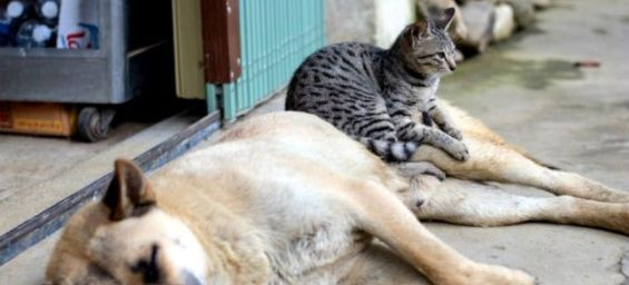 Man in Meknes arrested for allegedly torturing stray cats and dogs