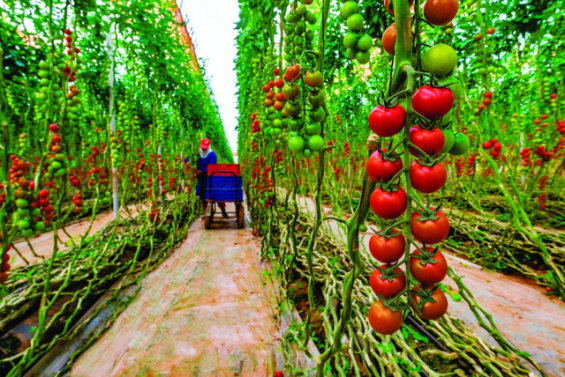 Morocco and France set to sign agreement regulating tomato imports