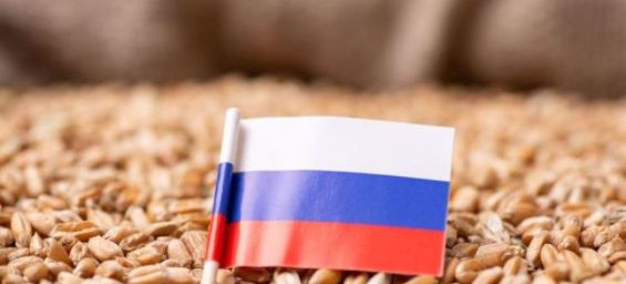 Russia halts wheat exports to Morocco : Health concerns cited