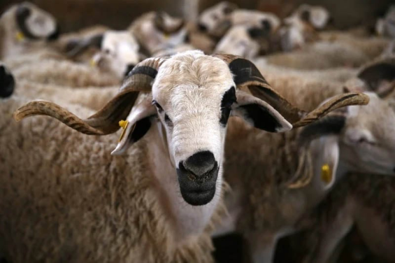 Morocco strengthens measures to protect livestock and ensure food security