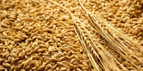 Morocco extends soft wheat import subsidies through 2025