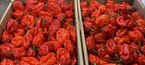 Germany withdraws Moroccan peppers over excessive pesticide residues