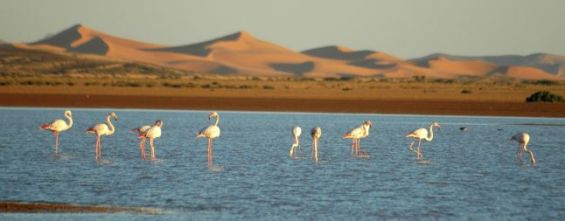 Merzouga welcomes back flamingos, adding to its natural wonders