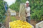 Italie : Un ressortissant marocain arrêté pour exploitation de travailleurs agricoles