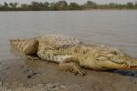 Les crocodiles élevés en Suisse voyagent au Maroc pour une réintroduction historique