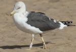 Une mouette secourue d'une poubelle en Écosse aperçue sur une plage marocaine