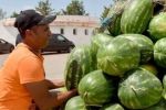 Maroc : Les dérèglements climatiques paralysent la saison des melons et des pastèques