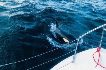 Maroc : Un yacht coulé en mer après une attaque d'orques