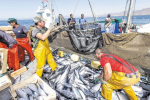 Accord de pêche Maroc-UE : La plainte du Polisario bloque de nouvelles négociations