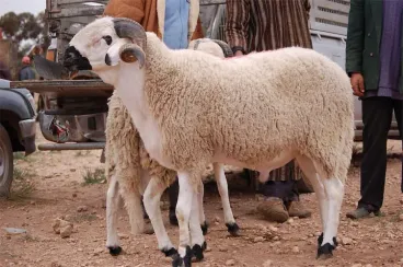 قبيل عيد الأضحى.. تخصيص 565 سوقا للماشية وتهيئة 35 سوقا إضافيا